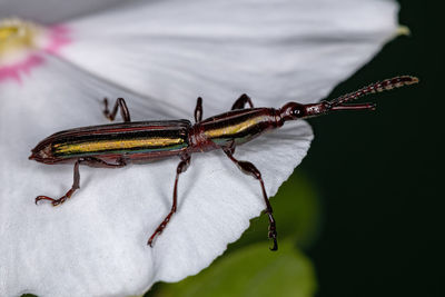 Close-up of insect on flower