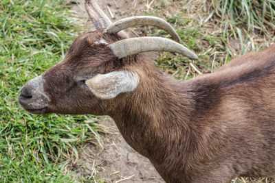 View of elephant in field