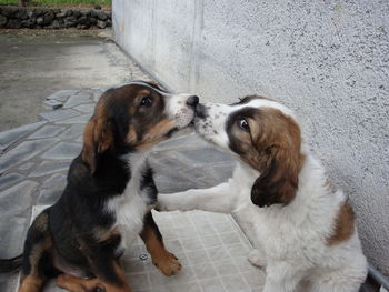 Dogs kissing against wall