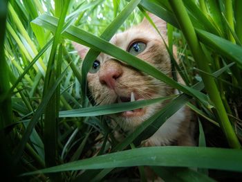 Close-up portrait of a cat on grass