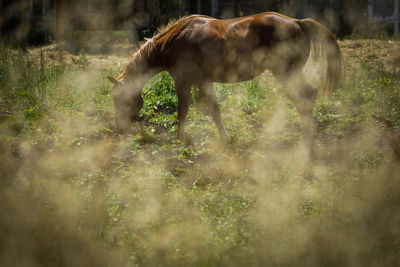 Horse grazing on field