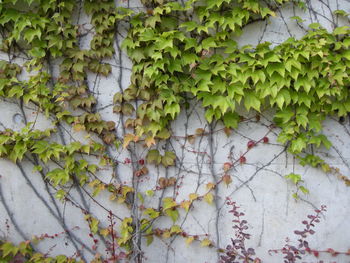 Close-up of creepers on wall