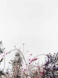 Low angle view of pink flowering plants against clear sky