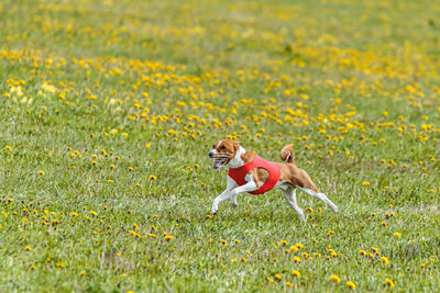 Basenji dog in