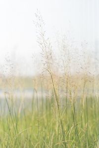 Close-up of grass on field against sky