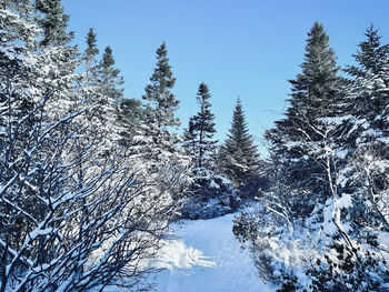 Panoramic view of trees against sky