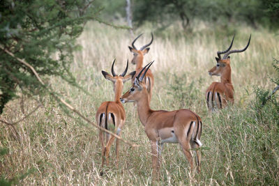 View of deer standing on field