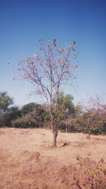 Bare tree on field against clear sky