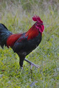 Rooster, standing on green grass, a farm, aceh