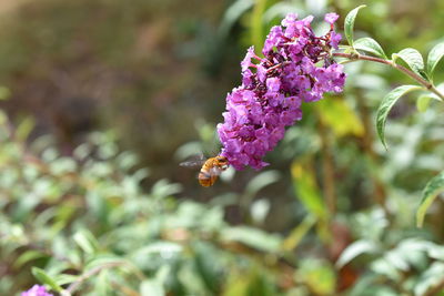 Close-up of bee on purple flowering plant