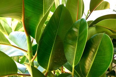 Close-up of green leaves on plant