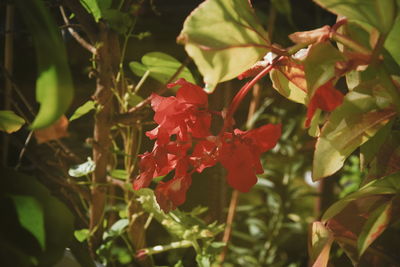 Close-up of red flowering plant