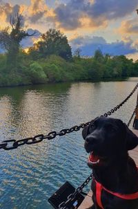 Dog looking at lake against sky