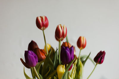 Close-up of purple tulips against white background