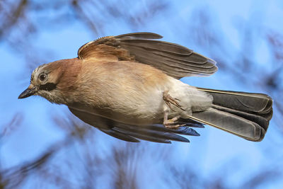 Low angle view of a bird flying