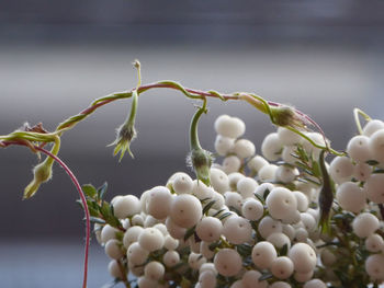 Close-up of white flowers