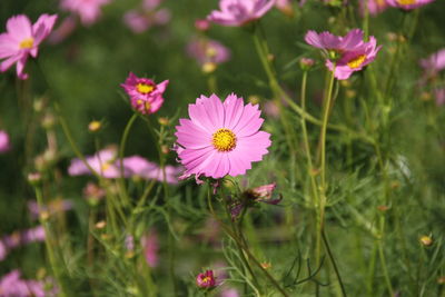 Close-up of pink flowering plants on field