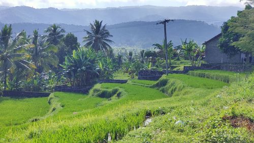 Scenic view of agricultural field