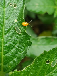 Close-up of insect on leaf