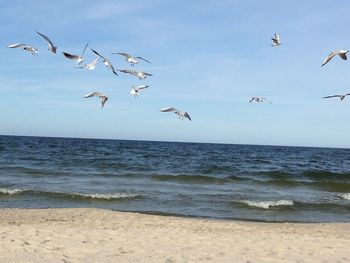 Flock of seagulls flying over beach