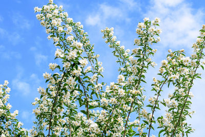 White flowers and green leaves of philadelphus coronarius ornamental perennial plant