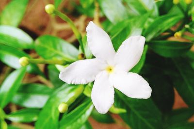 Close-up of white flowering plant