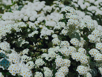 Close-up of white flowering plant