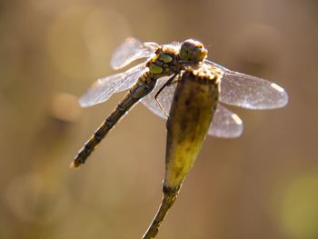 Close-up of dragonfly on twig