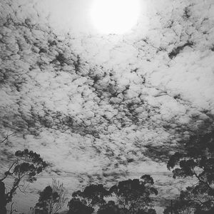 Low angle view of trees against sky