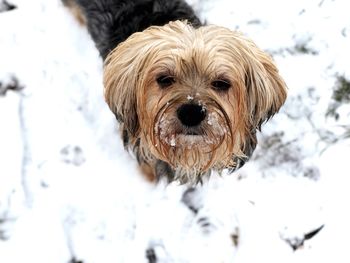 Close-up portrait of a dog