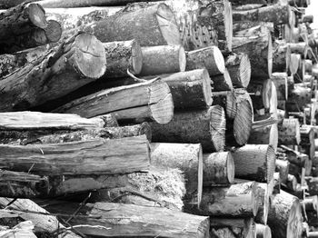 Stack of logs in forest