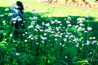 Close-up of dandelion flowers in field