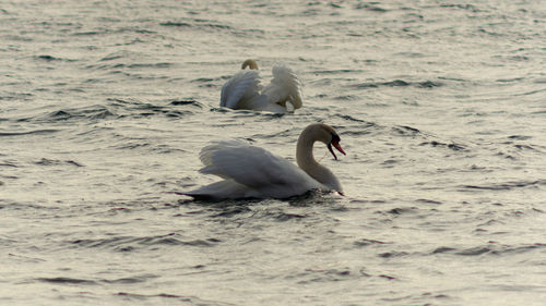 Swan floating on the sea