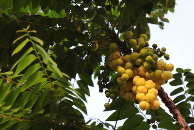 Low angle view of fruits growing on tree against sky