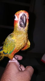 Close-up of a hand holding a bird