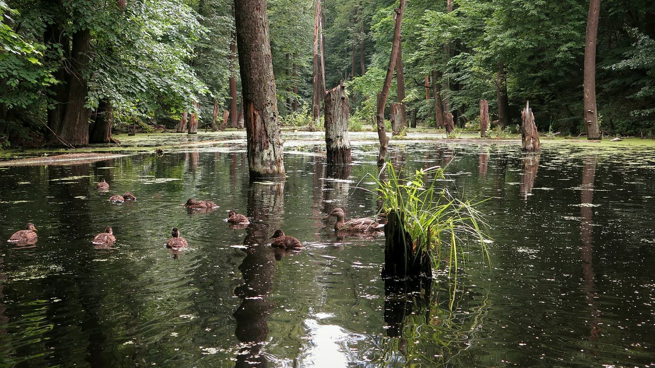 tree, water, animal themes, animals in the wild, lake, nature, reflection, swimming, wildlife, bird, growth, tree trunk, day, outdoors, one animal, animal wildlife, waterfront, no people, beauty in nature, water bird, tranquil scene, tranquility, forest, scenics, swan, black swan, mammal