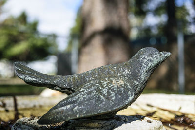 Close-up of lizard on rock