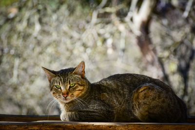 Cat sitting in a looking away