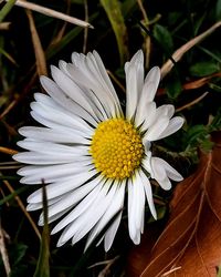 Close-up of white daisy flower