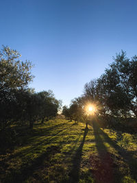 Trees on field against clear sky