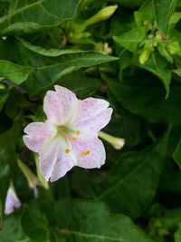 Close-up of pink flowering plant