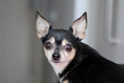 Portrait of dog at home