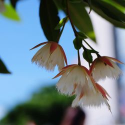 Close-up of flowering plant against sky