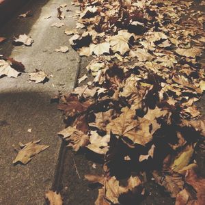 Leaves on ground