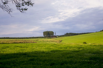 Scenic view of field against sky