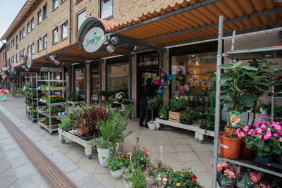 Potted plants on store