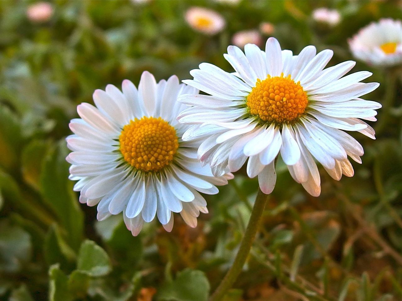 CLOSE-UP OF WHITE DAISY FLOWERS IN FIELD