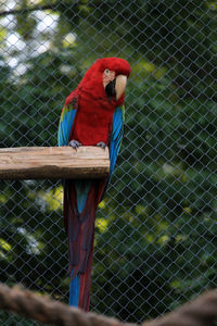 View of a bird perching in cage