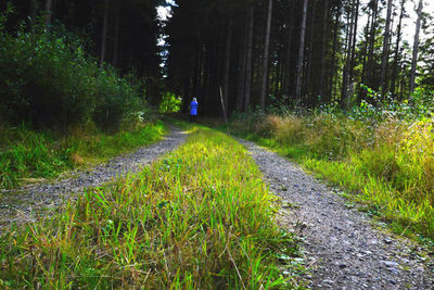 Road amidst plants and trees in forest