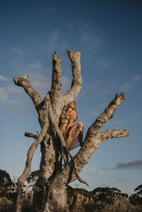 Low angle view of driftwood on tree against sky